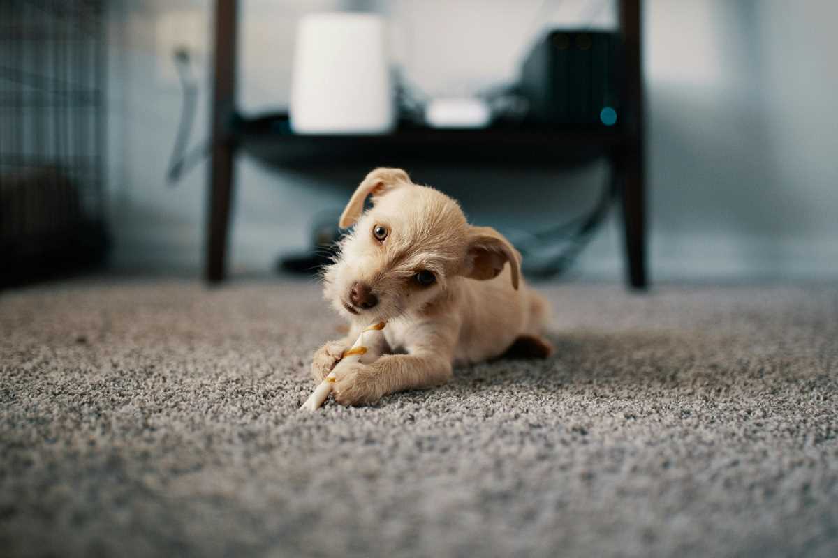 5 Pet Management Hacks to Keep Homes Clean and Happy